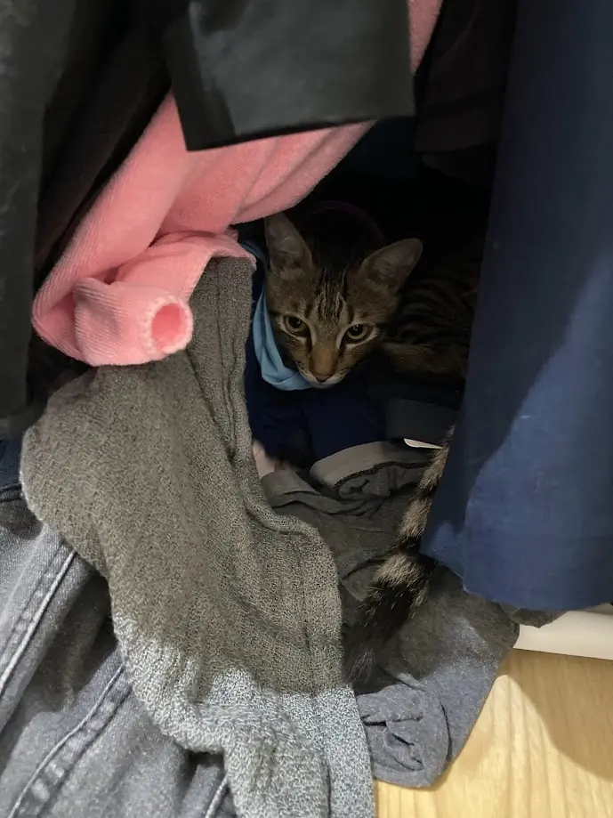 A tabby cat with a blue collar is peeking out from a pile of clothes including a pink fleece, grey socks, and denim jeans…