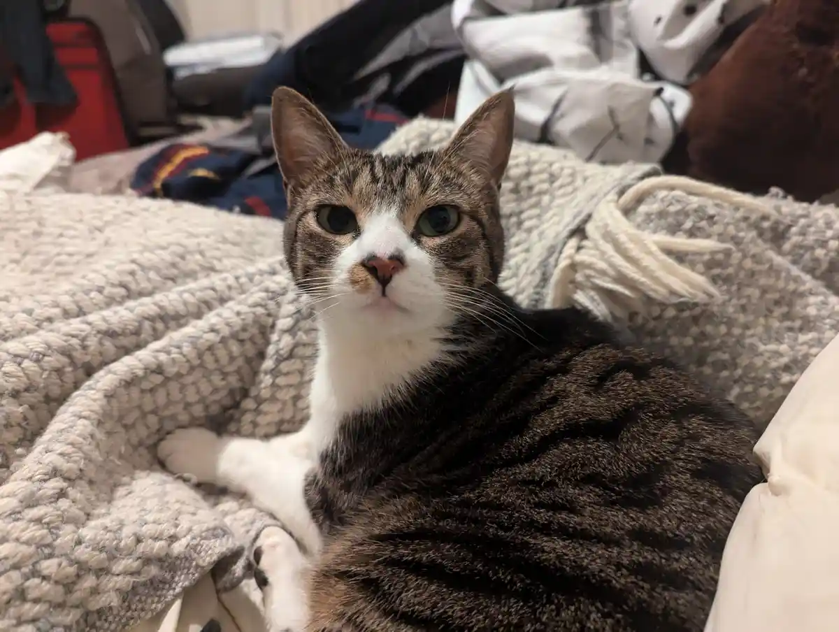 A tabby and white cat with wide, unblinking green eyes stares directly at the camera while lounging on a textured gray and…