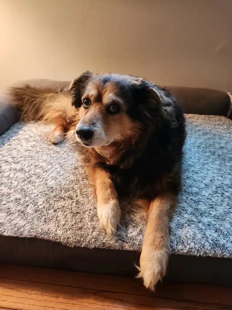 Daily dose of Peanut the dog - Day 1562