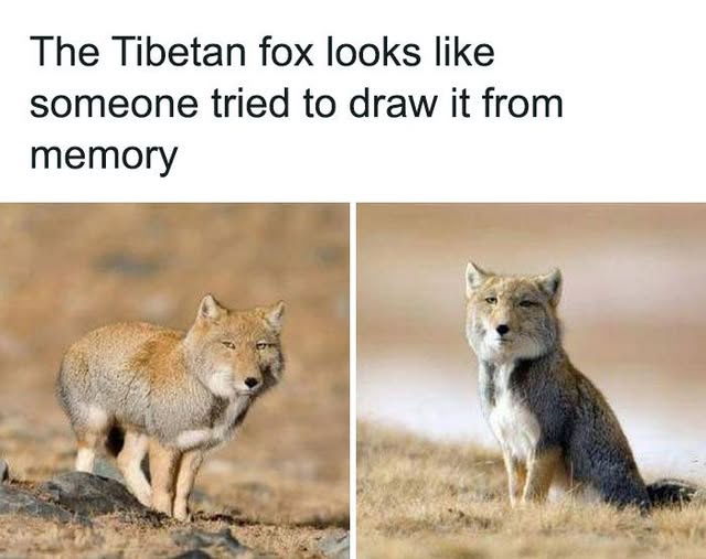 The image displays two side-by-side photographs of a Tibetan fox in natural, arid terrain. The left photo shows the fox…