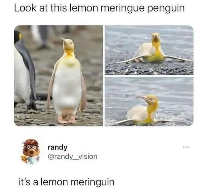 The image displays a composite of three photos of a rare yellow penguin, with its head, neck, and chest colored like lemon…
