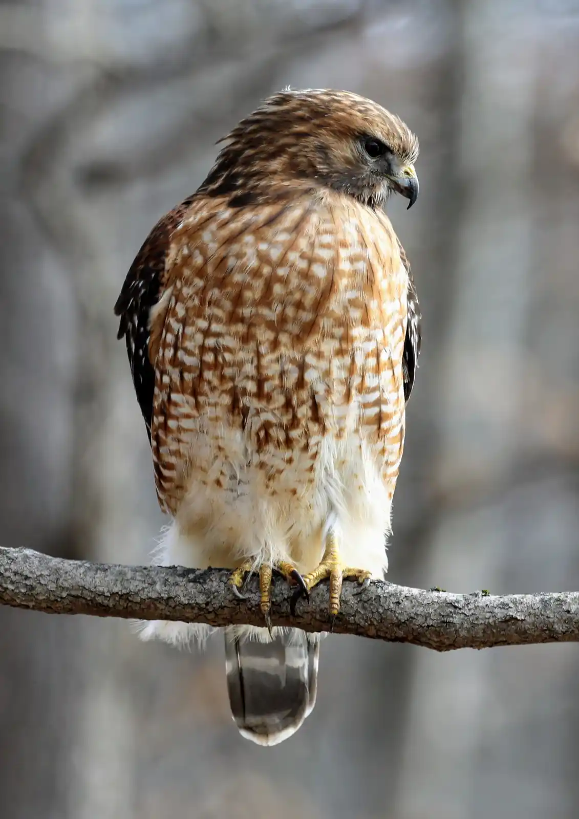 Meet the Majestic Red-shouldered Hawk