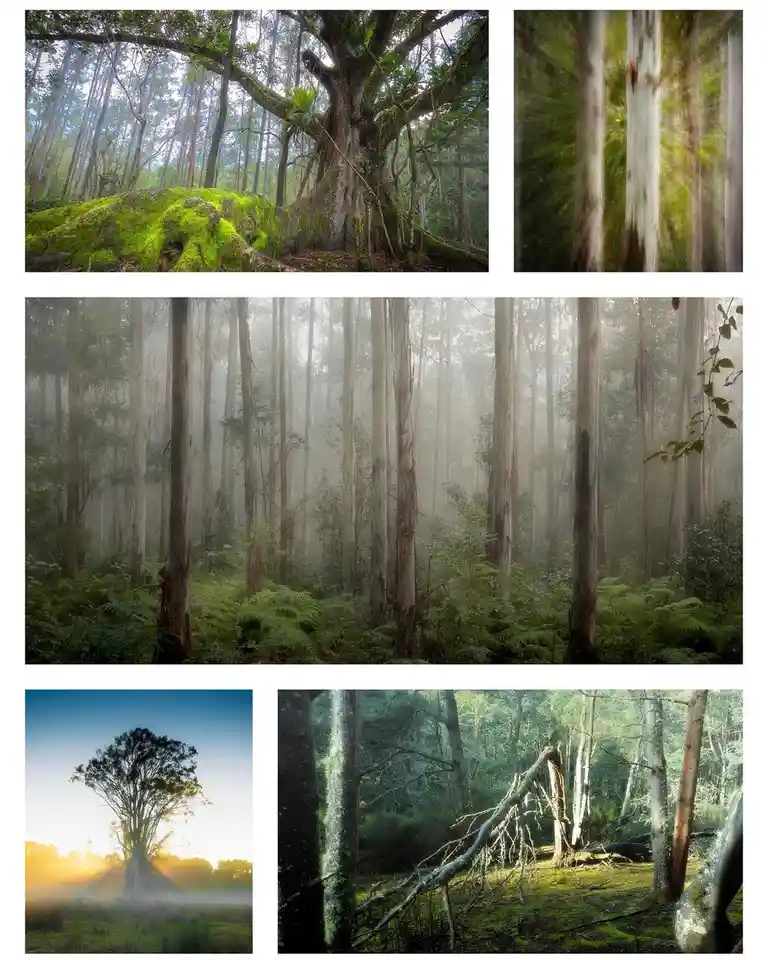 A collage of five serene forest photographs showing moss-covered trees, misty woods, sunbeams through trunks, and a lone…