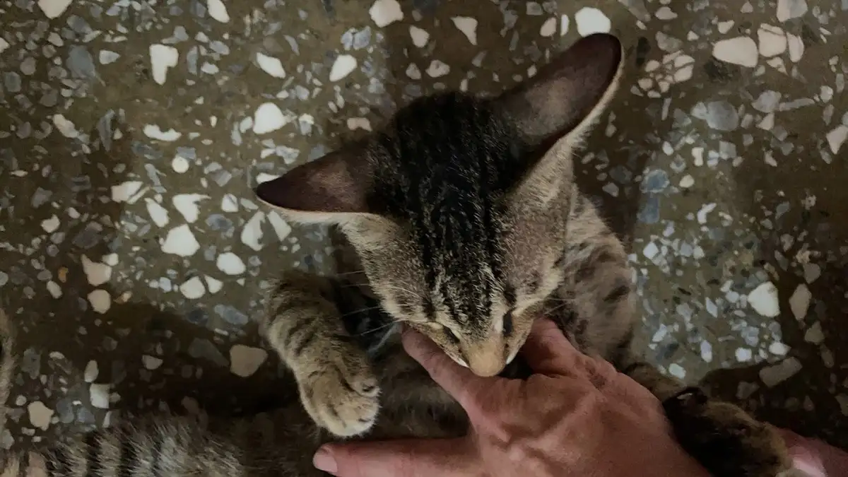 A tabby cat with large ears is lying on a speckled terrazzo floor, looking down as a human hand gently strokes its chin. The…