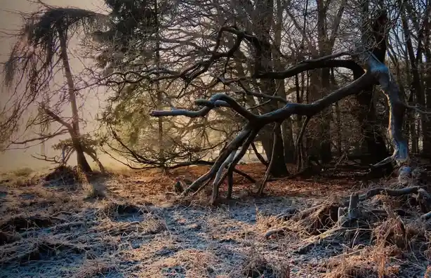 Chilling Vibes: Embracing the Frosty Aesthetic