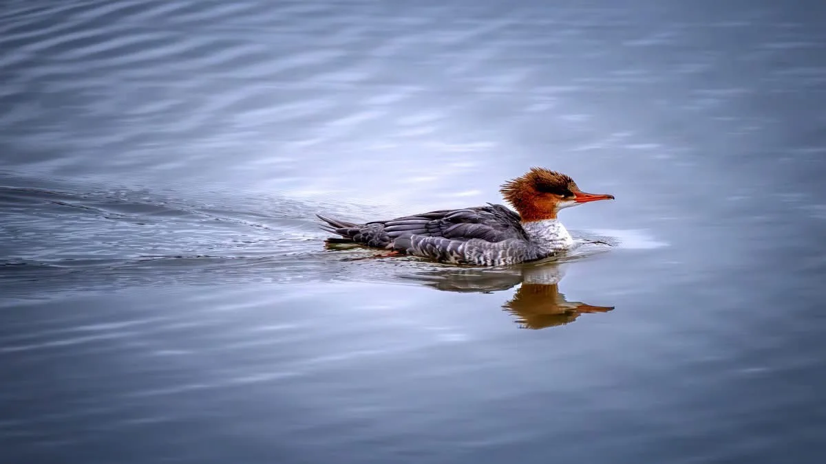 A duck with a brown head, gray body, and orange beak swims calmly on calm blue water, leaving a gentle wake. The text…