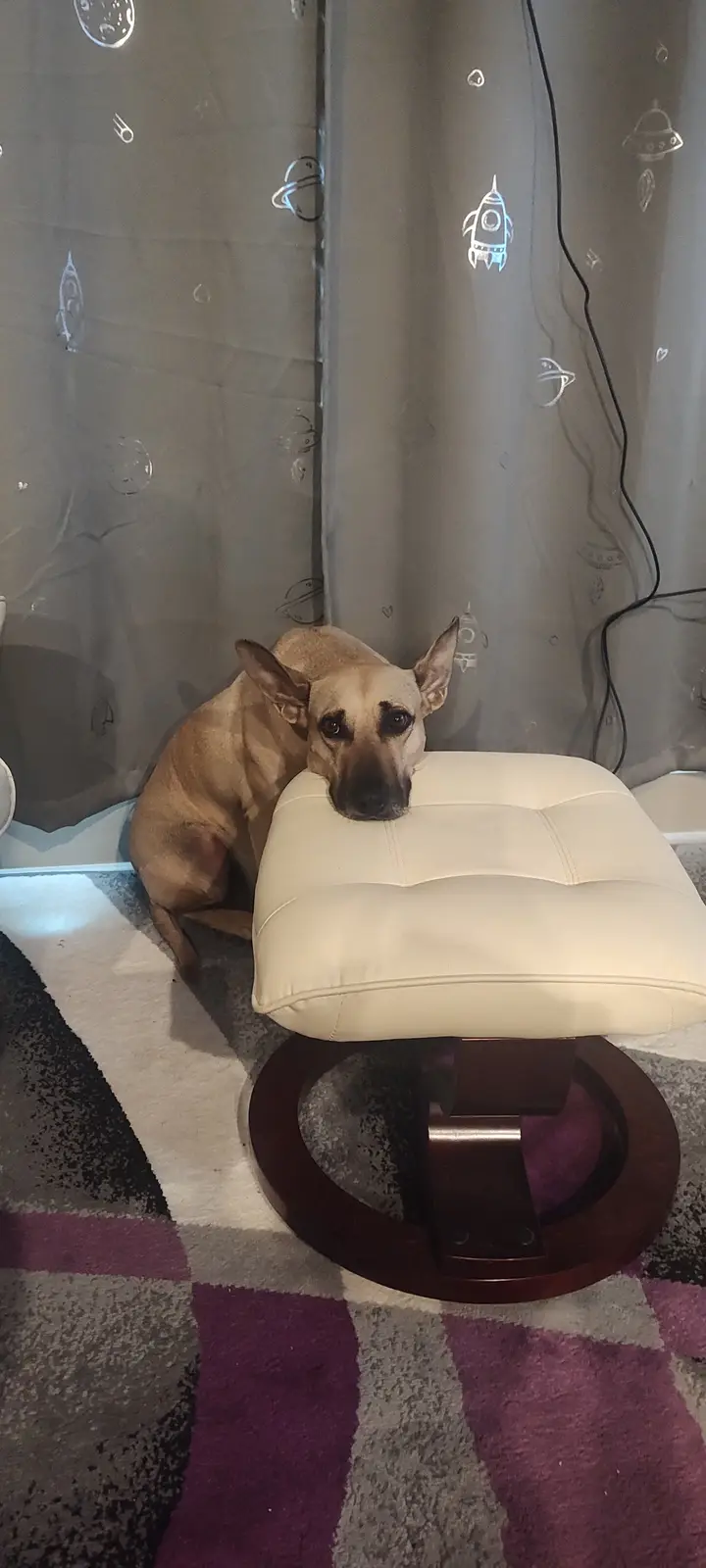 A tan dog with dark markings sits on a patterned rug next to a white leather ottoman, resting its head on the ottoman's…