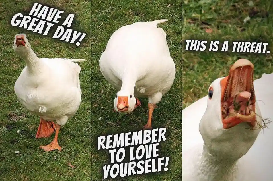 A triptych image of a white goose in three stages: first, standing upright with text 'HAVE A GREAT DAY!'; second, bending…