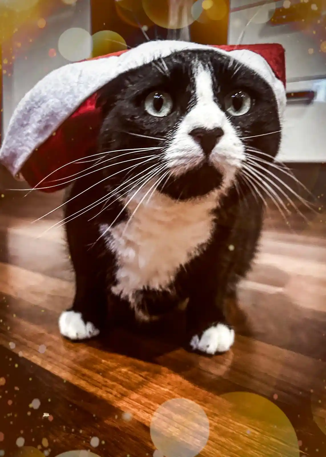 Get ready for a delightfully slippery Christmas!