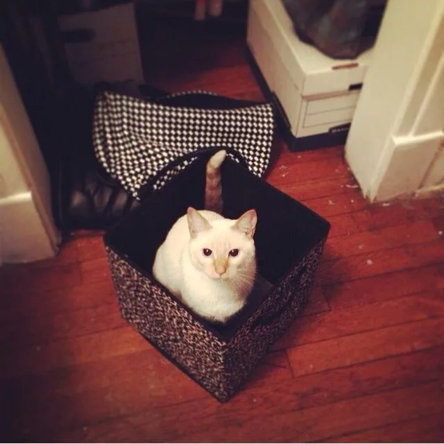 A white cat with a brown tail sits inside a black patterned storage box on a wooden floor, looking directly at the camera…