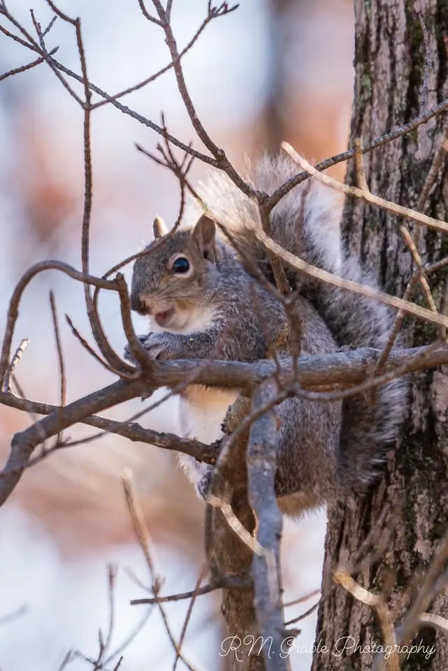 The Playful Squirrel Strikes Again