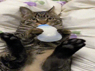 A tabby cat is shown in six sequential frames lying on its back on a patterned bedsheet, holding a baby bottle with both…
