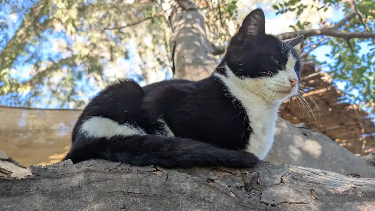 A black and white cat lounges on a tree branch outdoors, looking relaxed and slightly aloof. The overlaid text reads 'i'm…