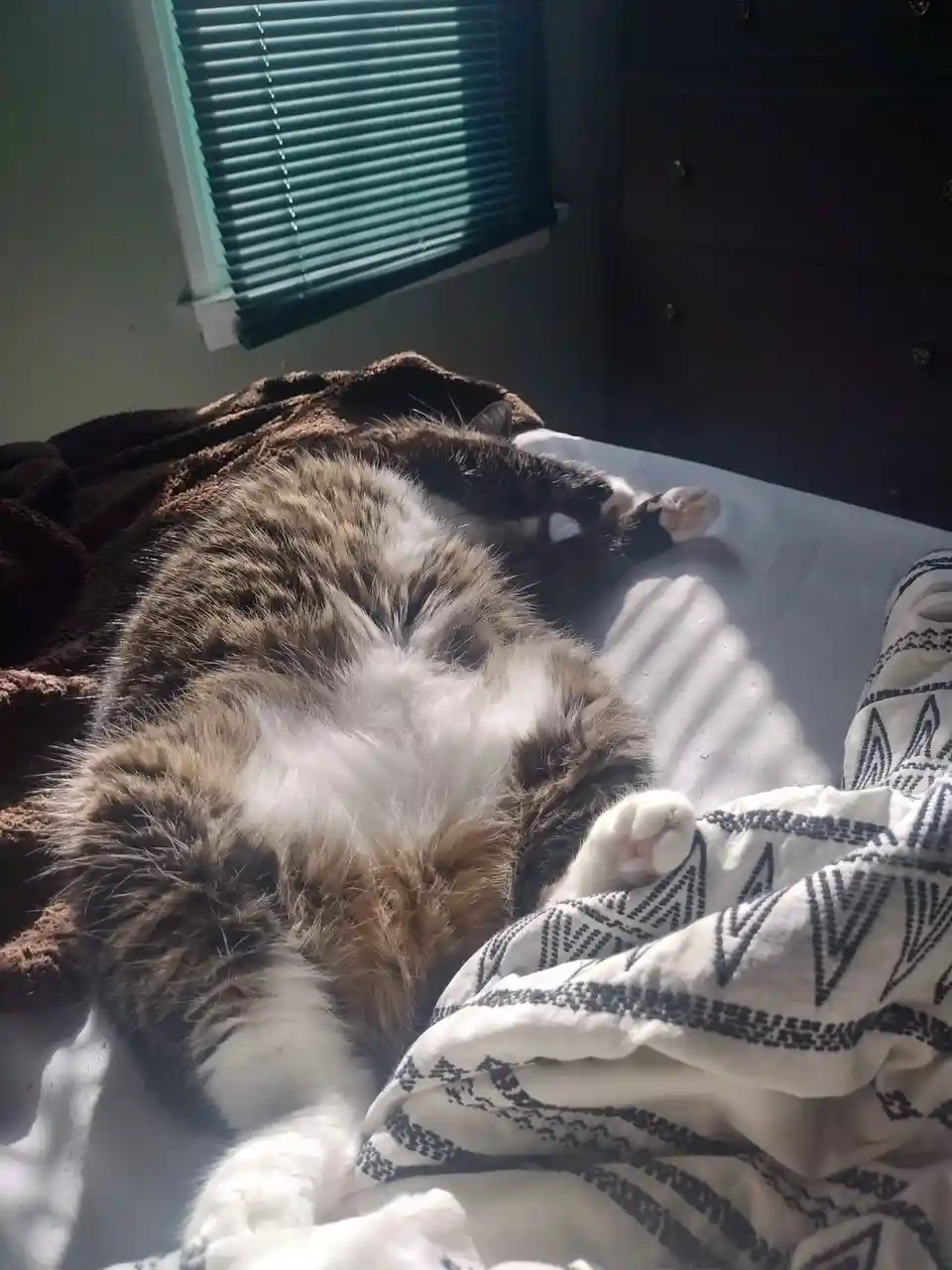 The Adventures of My Cats