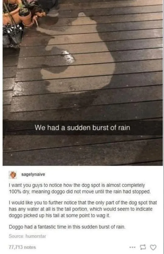 A photo shows a dog's shadow on a wet wooden deck, with the text overlay 'We had a sudden burst of rain'. The accompanying…