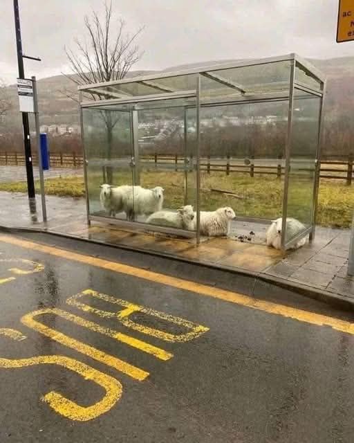 Several white sheep are gathered inside a glass-walled bus shelter on a wet, overcast day. The sheep are sitting and…