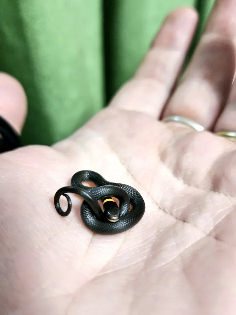 A tiny black snake with a yellow collar is curled up in the center of an open human palm, which has two silver rings on the…