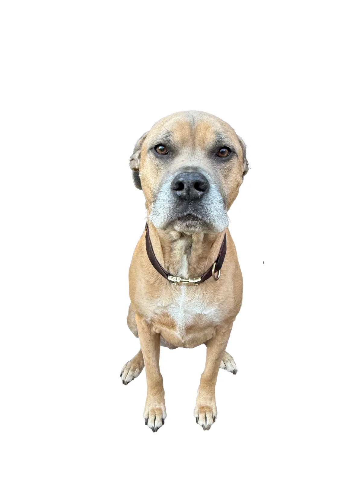 Celebrating Our Furry Friends: Dogs!