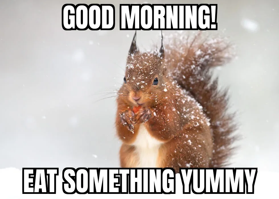 A red squirrel covered in snow is holding a small piece of food in its paws, looking directly at the camera. The image has…