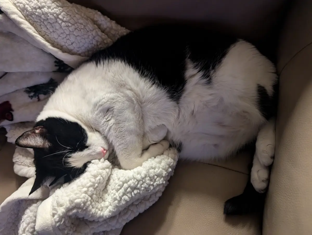 A black and white cat is curled up asleep on a fluffy white blanket draped over a beige couch, its eyes closed and paws…