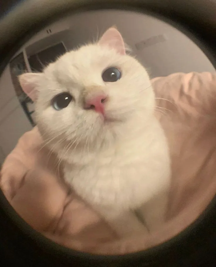 A white cat with large, expressive eyes is being held up close to a camera, looking directly at the viewer. The image is…