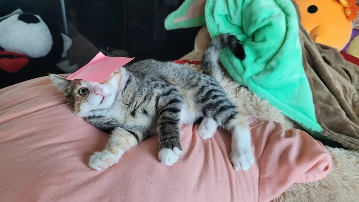 What on earth is happening here? :)