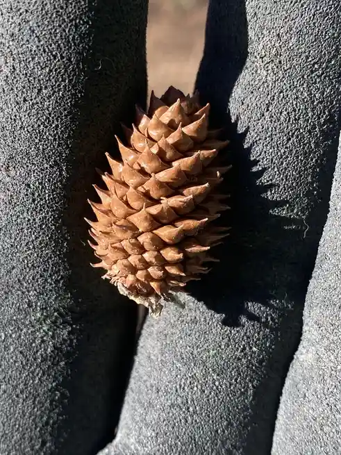 Definitely Not Just a Pine Cone...