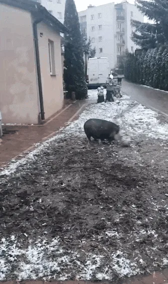 A sequence of five images shows a large black pig running away from a small white dog on a snowy, paved path. The pig…