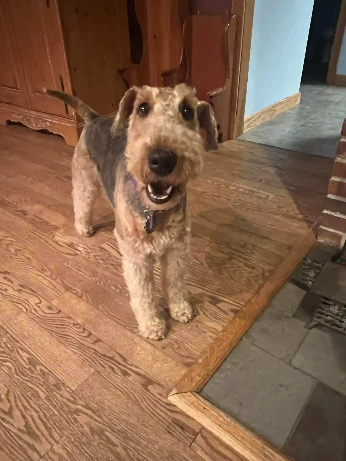Caught in the act: My adorable pup mid-bark