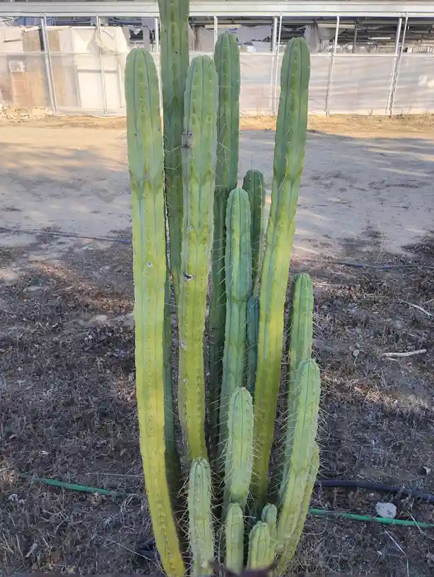 Meet the Unique Bridgesii Cactus