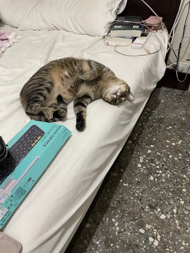 Adorable Cat Moments That Will Melt Your Heart