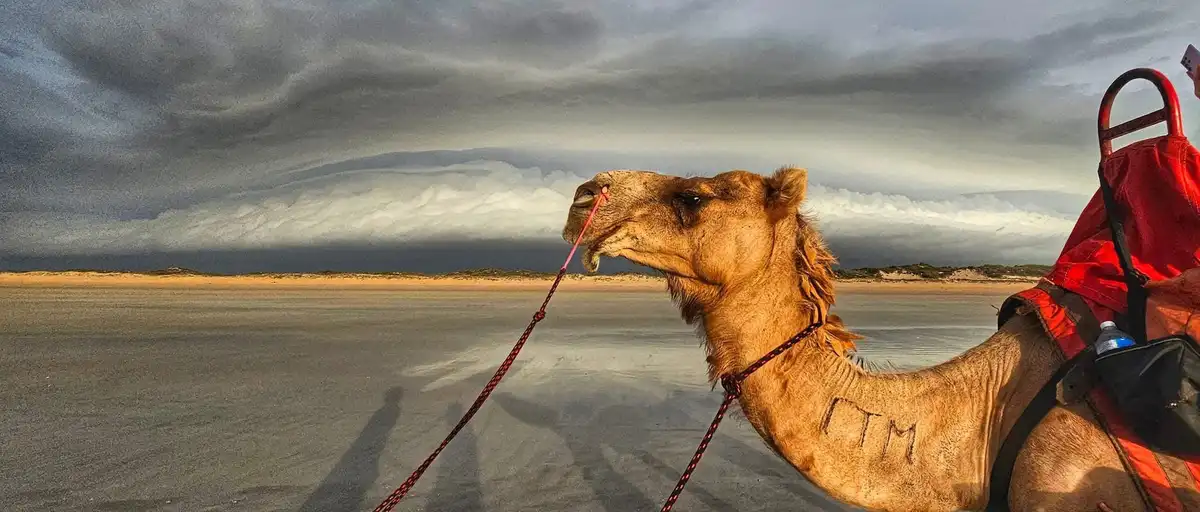 A Solemn Camel in the Desert Landscape