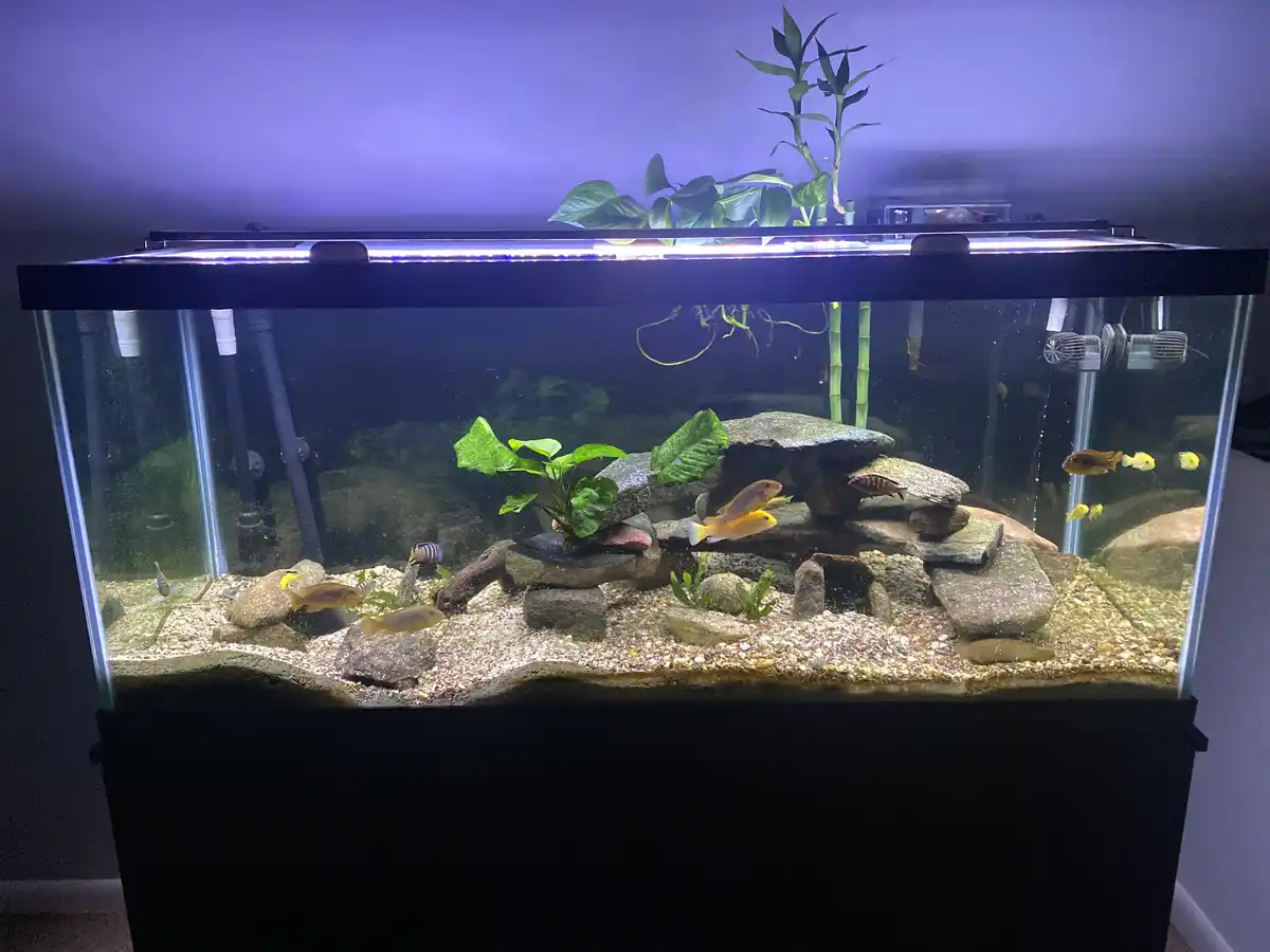 A well-lit aquarium filled with colorful fish, rocks, gravel, and green plants, with overlaid text reading 'i just got my…