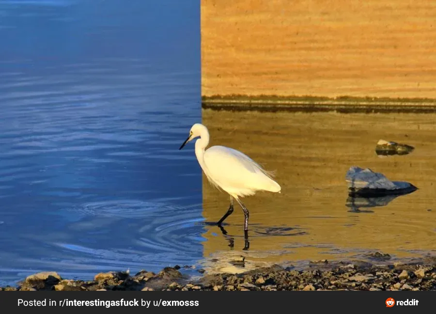 a white bird, likely an egret, stands in shallow water where the water transitions from deep blue to golden yellow, creating…