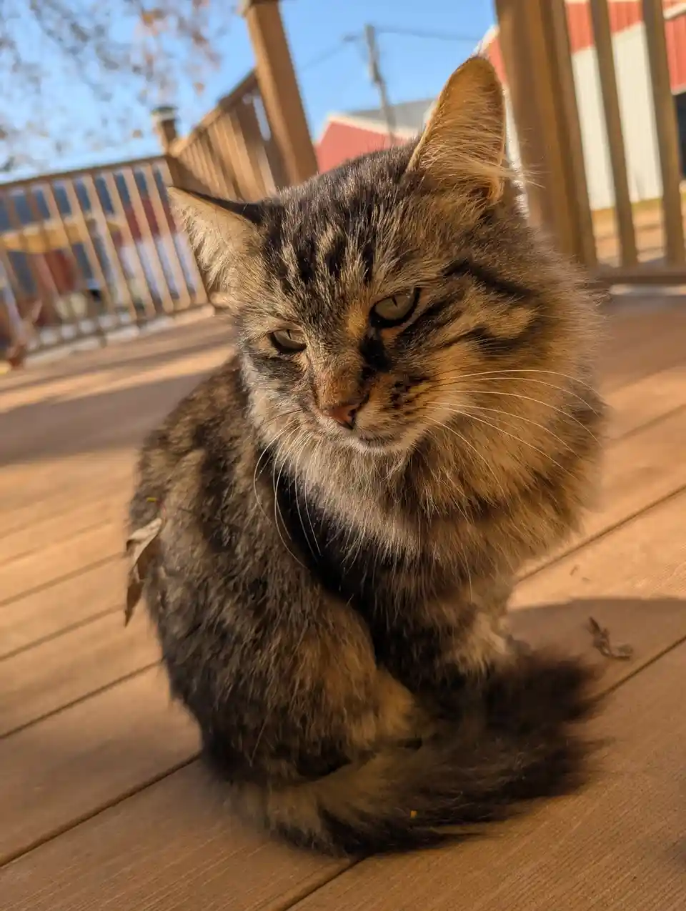 Crisp Caturday Vibes with Lyle the Barn Cat