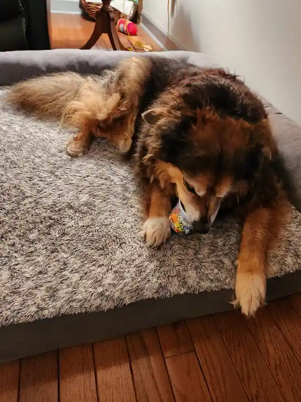 Peanut the Dog's Daily Adventures - Day 1550