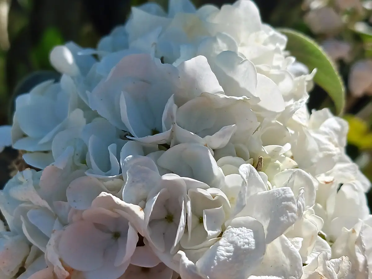 The Beauty of Hydrangeas