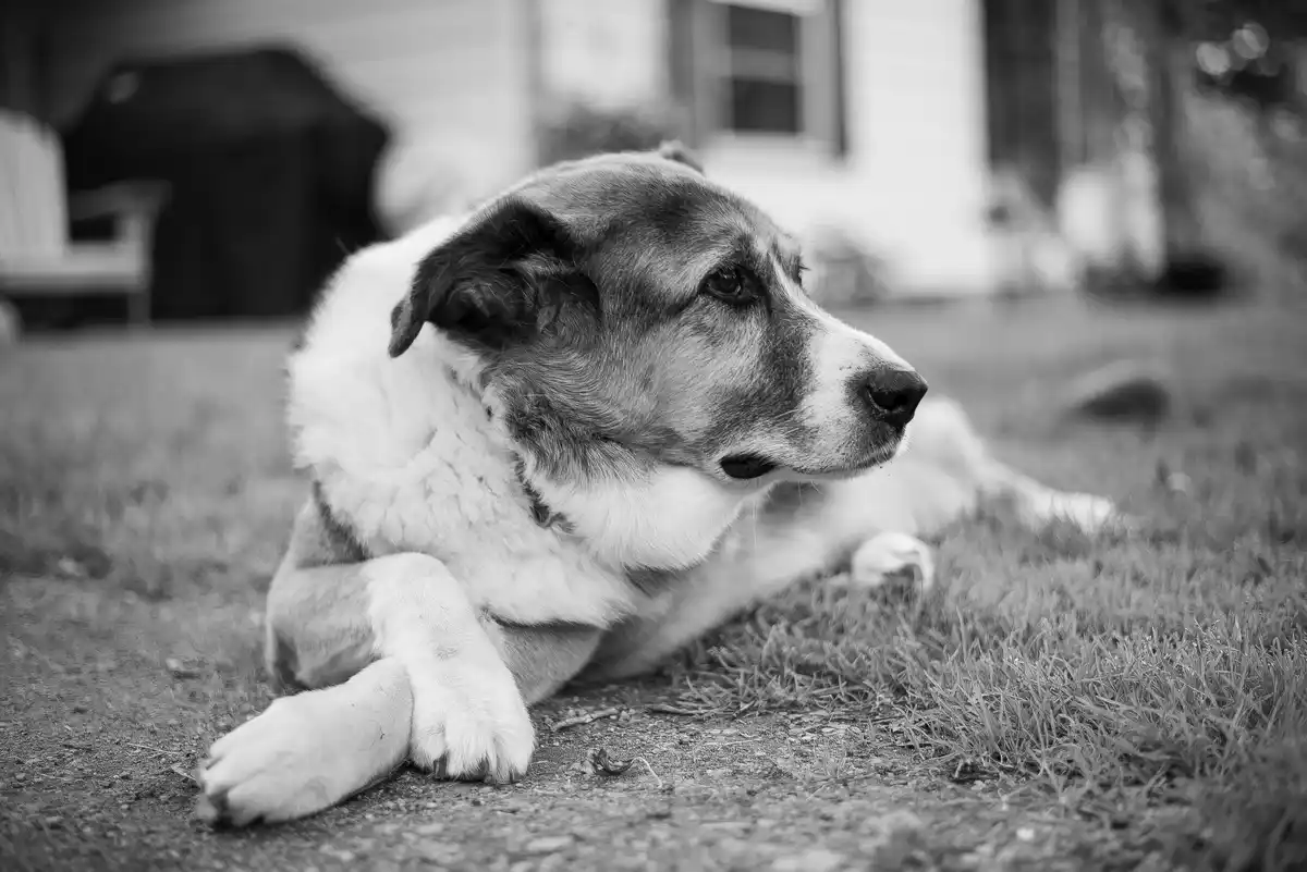 A black and white photo of a medium-sized dog with a white chest and dark patches lying on grass and pavement, looking off…
