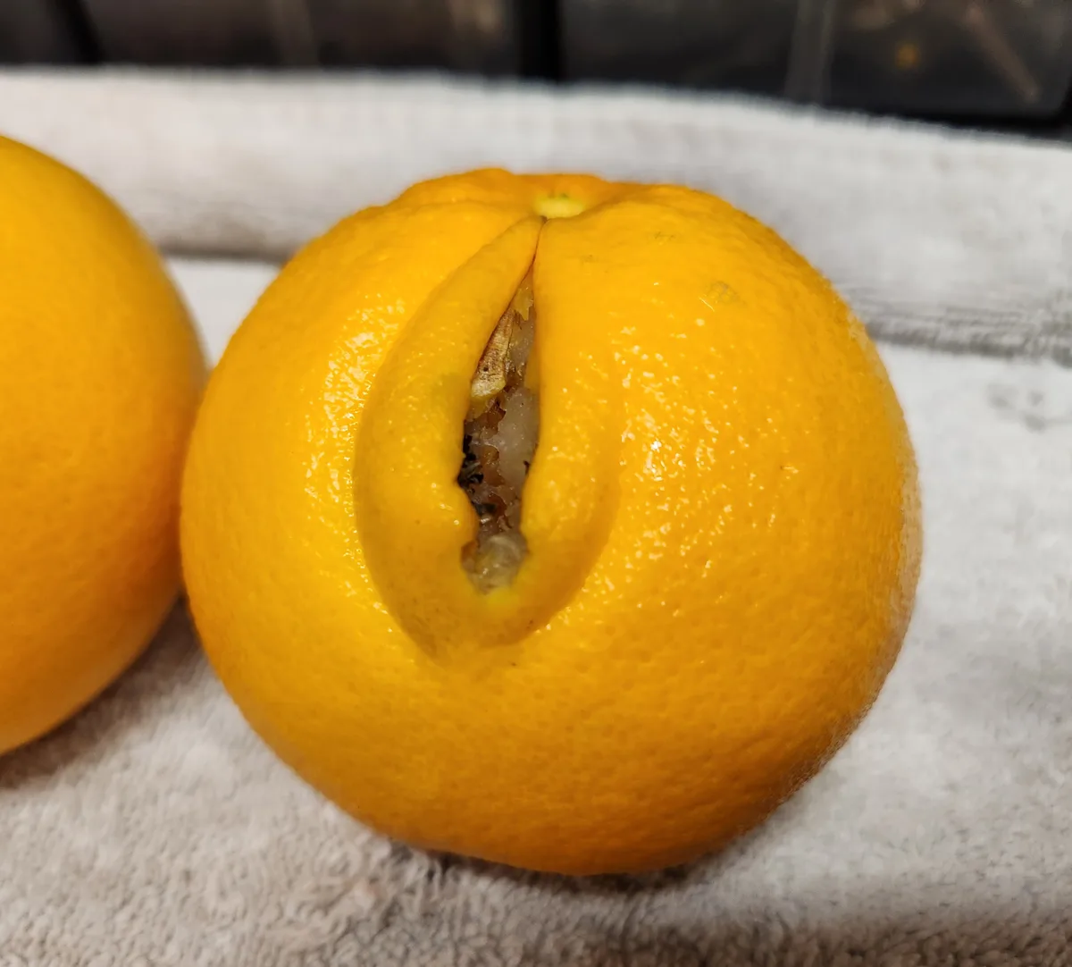A close-up photo shows a bright orange with its peel split open in a shape resembling a smiling mouth, revealing the inner…