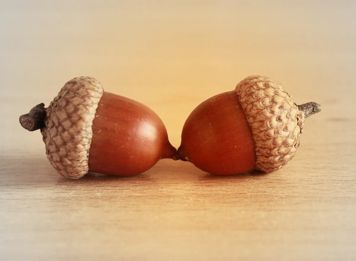 Two acorns are positioned nose-to-nose on a wooden surface, appearing to kiss. The image has overlaid text reading 'two…