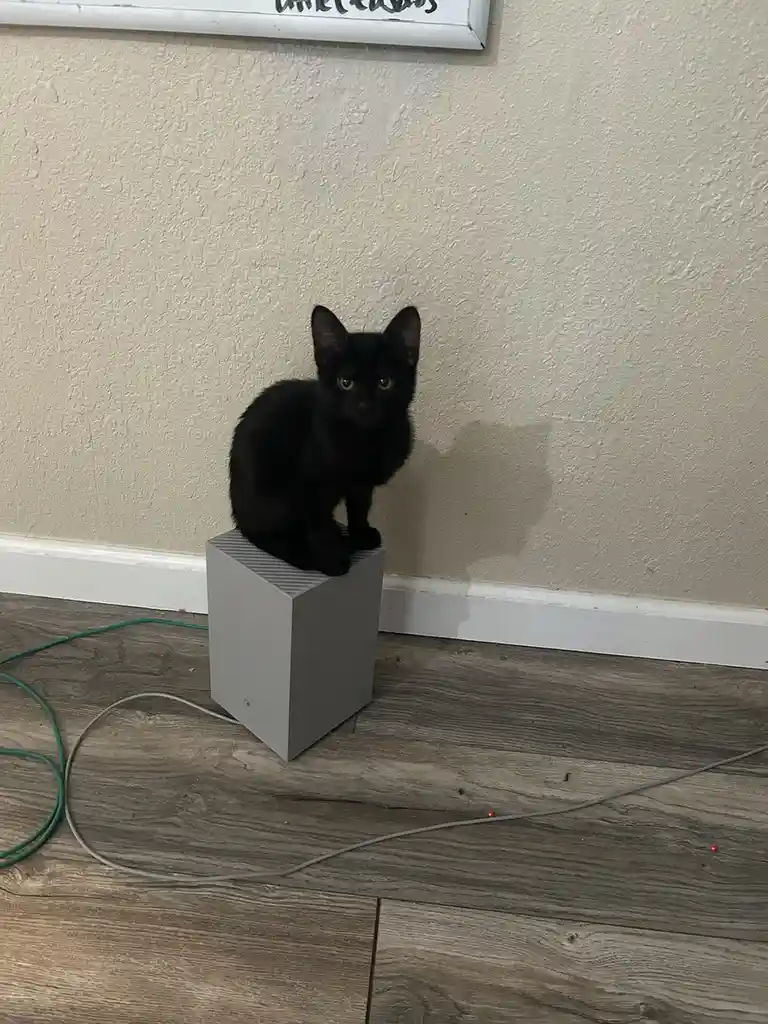 A small black kitten with wide, alert eyes sits perched atop a gray, cube-shaped speaker on a wood-patterned floor. Wires…
