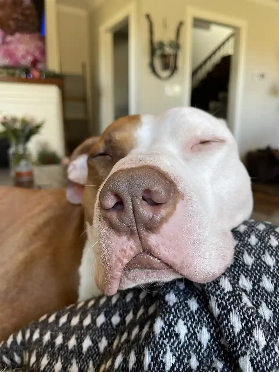 A close-up photo of a brown and white dog with its eyes closed, appearing deeply asleep or relaxed, resting its head on a…