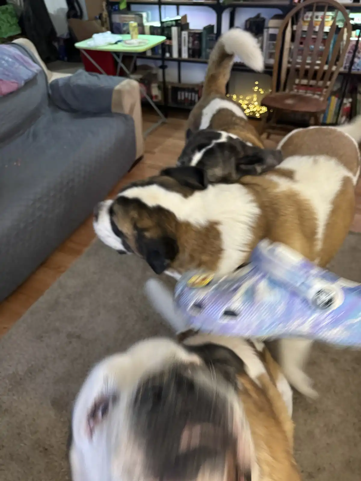 Moosey Navigating Through the Chaos