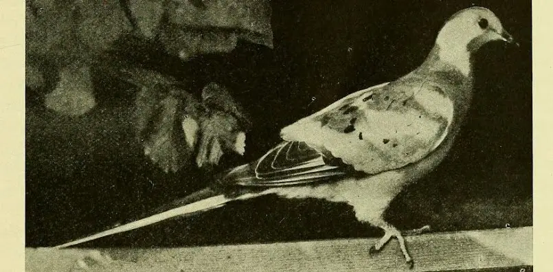 A black-and-white vintage photograph shows a bird, likely a dove or pigeon, perched on a wooden surface with a dark, leafy…