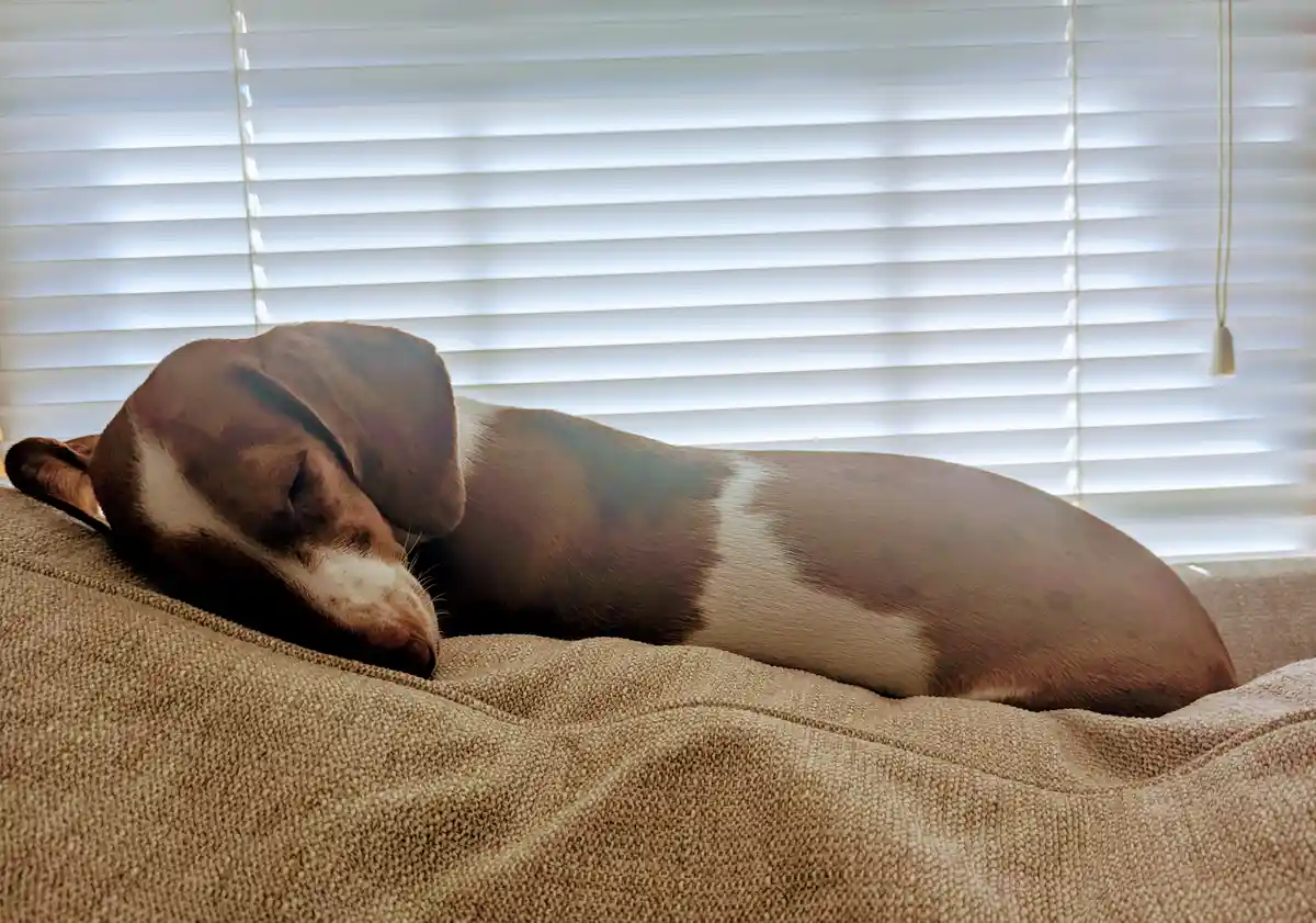 A brown and white dachshund is curled up and sleeping soundly on a textured beige couch, with white horizontal blinds in the…