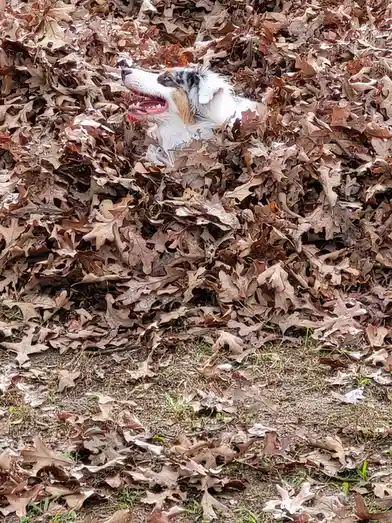 A dog with white, black, and tan fur is partially buried in a large pile of dry, brown oak leaves, its head and upper body…