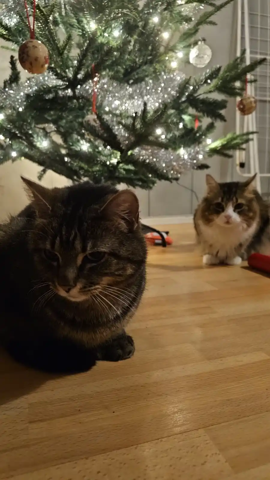 Two cats sit on a wooden floor beneath a decorated Christmas tree with lights and ornaments; the cat in the foreground has a…
