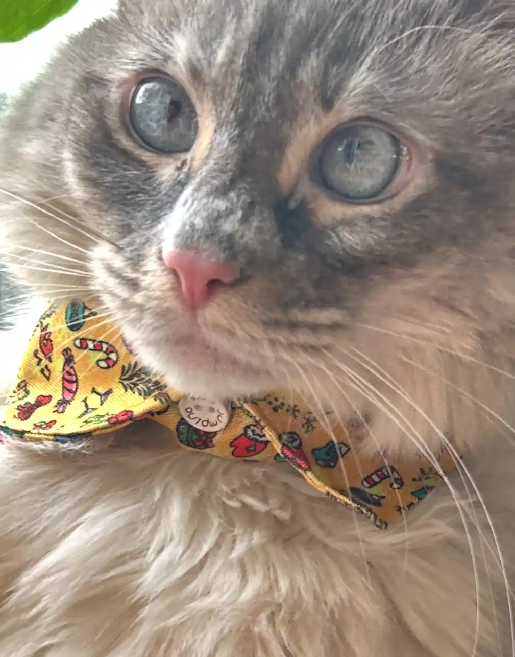 Time to don our festive Christmas attire!