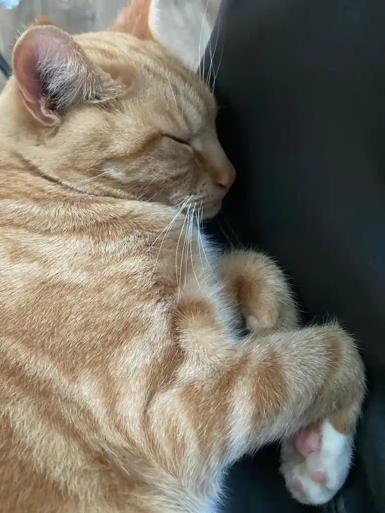 Biscuit's daily snapshot: A moment captured