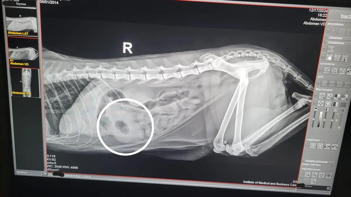 This is a veterinary x-ray image displayed on a computer monitor, showing the abdomen of a dog lying on its side. The image…